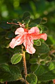 RHODODENDRON OLDHAMII TSUTSUSI