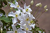 CLEMATIS MONTANA ELISABETH,  APRIL