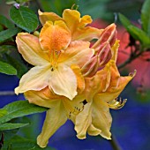 AZALEA FLOWERS