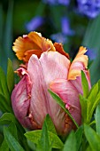 TULIPA