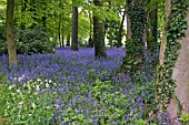 HYACINTHOIDES NON SCRIPTA,  ENGLISH BLUEBELL WOOD AT RENISHAW HALL GARDENS,  DERBYSHIRE,  MAY