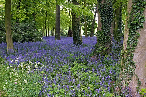 HYACINTHOIDES_NON_SCRIPTA__ENGLISH_BLUEBELL_WOOD_AT_RENISHAW_HALL_GARDENS__DERBYSHIRE__MAY