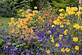 AZALEAS AND HYACINTHOIDES NON SCRIPTA IN MIXED SPRING BORDER