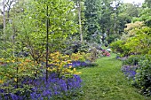 AZALEAS AND HYACINTHOIDES NON SCRIPTA IN MIXED SPRING BORDERS