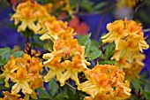 AZALEAS IN MIXED SPRING BORDER