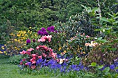 RHODODENDRONS AND HYACINTHOIDES NON SCRIPTA IN MIXED SPRING BORDER