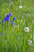 TARAXACUM OFFICINALE WITH HYACINTHOIDES NON SCRIPTA,  ENGLISH BLUEBELLS AND DANDELION CLOCK