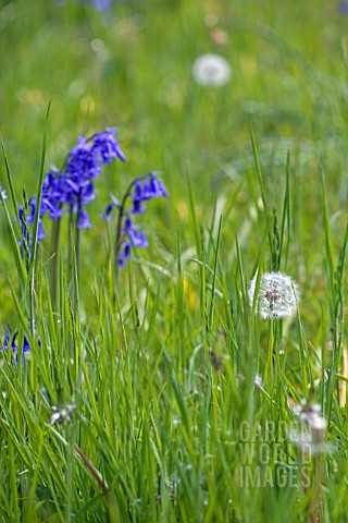 TARAXACUM_OFFICINALE_WITH_HYACINTHOIDES_NON_SCRIPTA__ENGLISH_BLUEBELLS_AND_DANDELION_CLOCK