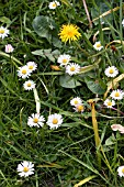 TARAXACUM OFFICINALE WITH BELLIS PERENNIS