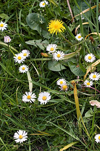 TARAXACUM_OFFICINALE_WITH_BELLIS_PERENNIS