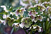 HELLEBORUS ASHWOOD HYBRIDS