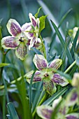 HELLEBORUS ASHWOOD HYBRIDS