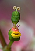 EUPHORBIA PULCHERRIMA HARLEQUIN