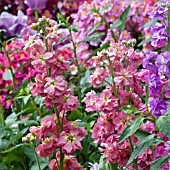 MATTHIOLA BICORNIS,  NIGHT SCENTED STOCKS,  MAY