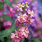 MATTHIOLA BICORNIS,  NIGHT SCENTED STOCKS,  MAY