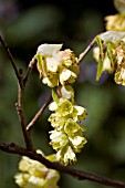 CORYLOPSIS SPICATA