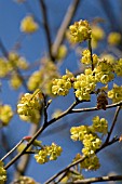 CORYLOPSIS SPICATA,  APRIL