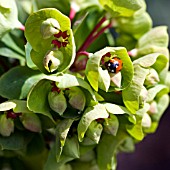 COCCINELLA 7 PUNCTATA,  LADYBIRD ON EUPHORBIA FLOWER