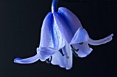 HYACINTHOIDES NON SCRIPTA,  BLUEBELL ON PLAIN BACKGROUND