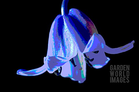 HYACINTHOIDES_NON_SCRIPTA__BLUEBELL__MANIPULATED__ON_BLACK_BACKGROUND