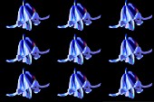 HYACINTHOIDES NON SCRIPTA,  BLUEBELLS,  MANIPULATED,  REPEAT PATTERN