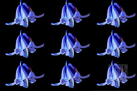 HYACINTHOIDES_NON_SCRIPTA__BLUEBELLS__MANIPULATED__REPEAT_PATTERN