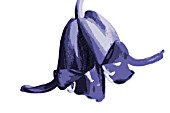 HYACINTHOIDES NON SCRIPTA,  BLUEBELL ON PLAIN BACKGROUND,  MANIPULATED