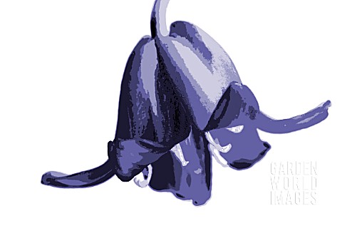 HYACINTHOIDES_NON_SCRIPTA__BLUEBELL_ON_PLAIN_BACKGROUND__MANIPULATED