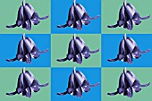 HYACINTHOIDES NON SCRIPTA,  REPEATED PATTERN,  MANIPULATED