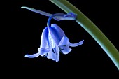 HYACINTHOIDES NON SCRIPTA,  ON BLACK BACKGROUND