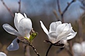 MAGNOLIA LOEBNERI MERRILL