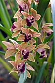 CYMBIDIUM ORCHID