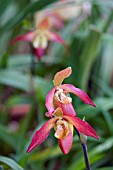 CYPRIPEDIUM,  LADYS SLIPPER ORCHID