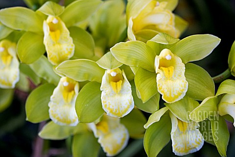 CYMBIDIUM_ORCHIDS