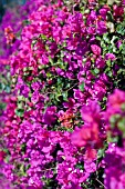 BOUGAINVILLEA