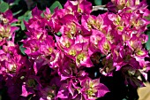 BOUGAINVILLEA