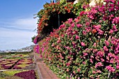 BOUGAINVILLEA AT JARDIM BOTANICO,  MADEIRA,  FUNCHAL