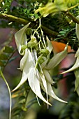 CLIANTHUS PUNICEUS F. ALBUS,  THE LOBSTER CLAW