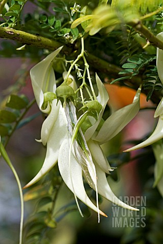 CLIANTHUS_PUNICEUS_F_ALBUS__THE_LOBSTER_CLAW