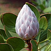 PROTEA CYNAROIDES,  KING PROTEA,  CAPE ARTICHOKE