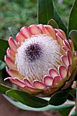 PROTEA CYNAROIDES,  KING PROTEA,  CAPE ARTICHOKE