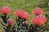 PROTEA CYNAROIDES,  KING PROTEA,  CAPE ARTICHOKE