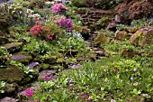 SANDSTONE SUNKEN GARDEN AT WINTERBOURNE BOTANIC GARDEN,  THE UNIVERSITY OF BIRMINGHAM,  APRIL