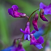 LATHYRUS