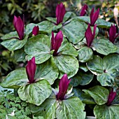 TRILLIUM SESSILE,  LARGE RED,  WAKE ROBIN