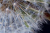 TARAXACUM OFFICINALE,  DANDELION CLOCK