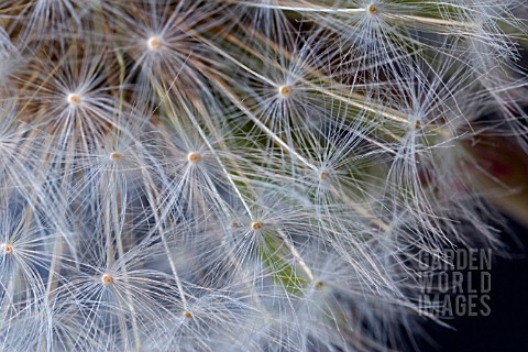 TARAXACUM_OFFICINALE__DANDELION_CLOCK