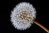 TARAXACUM OFFICINALE,  DANDELION CLOCK