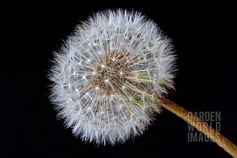 TARAXACUM_OFFICINALE__DANDELION_CLOCK