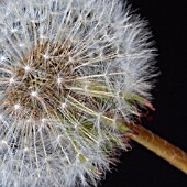 TARAXACUM OFFICINALE,  DANDELION CLOCK